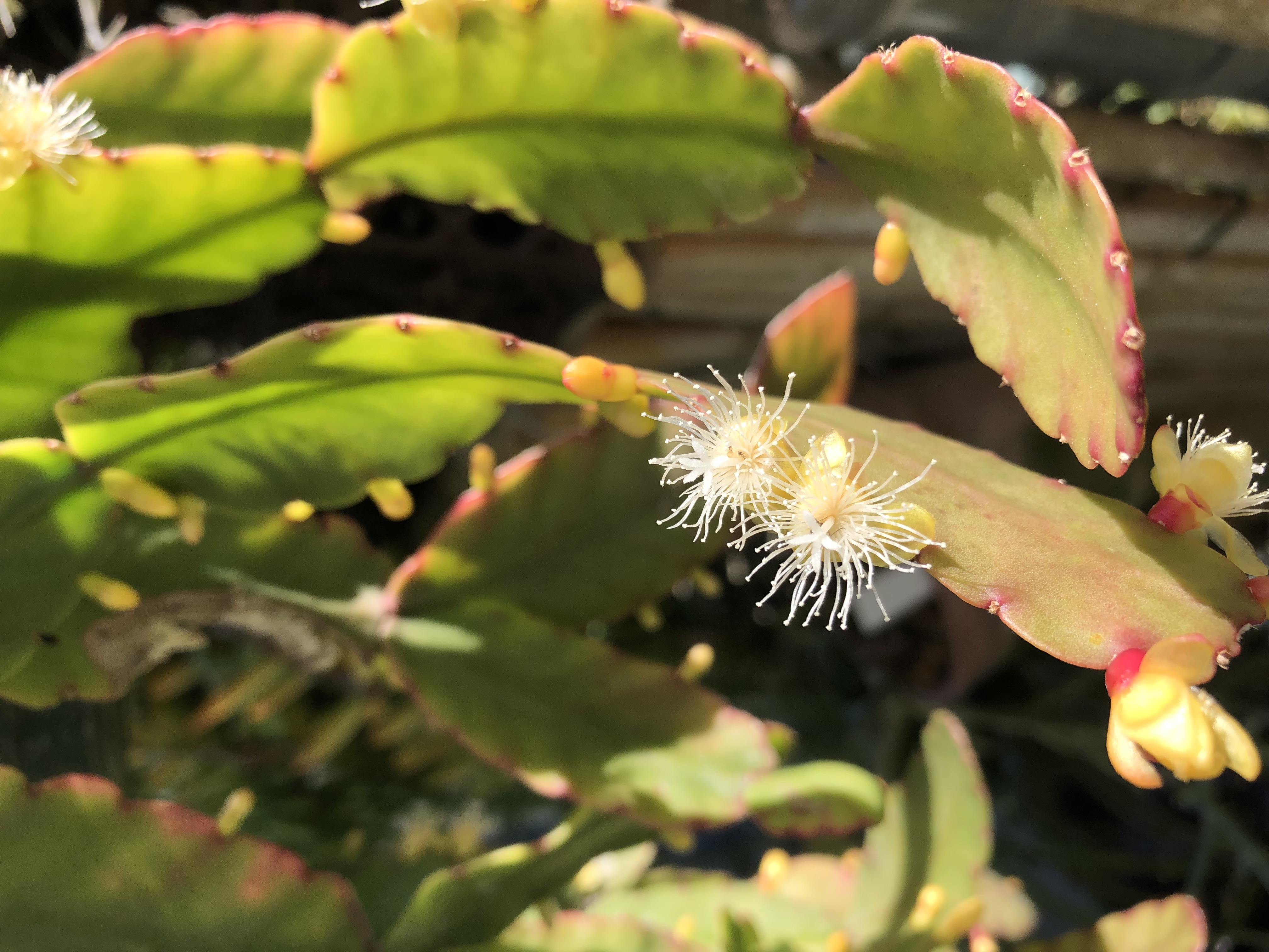 http://www.cloudjungle.com/cloudjungle/cactaceae/rhipsalis/rhipsalis rhombea flowers.jpeg